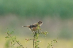 ノビタキ　夏鳥　全長13cm