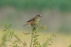 ノビタキ　夏鳥　全長13cm