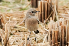 サバクヒタキ　稀な（旅鳥・冬鳥）　全長14.5cm