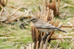 サバクヒタキ　稀な（旅鳥・冬鳥）　全長14.5cm　　