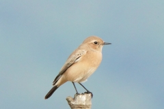 サバクヒタキ　稀な（旅鳥・冬鳥）　全長14.5cm