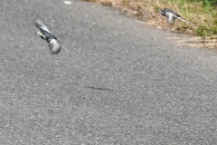 ハクセキレイ　留鳥　全長21cm
