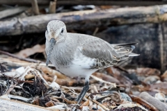 ハマシギ　旅鳥・冬鳥　全長21ｃｍ　冬羽