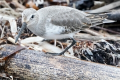 ハマシギ　旅鳥・冬鳥　全長21ｃｍ　冬羽