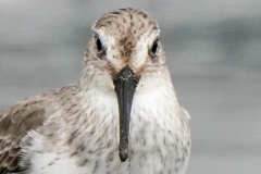 ハマシギ　旅鳥・冬鳥　全長21ｃｍ　冬羽