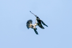 ハヤブサ若鳥