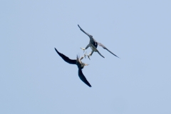 ハヤブサ若鳥