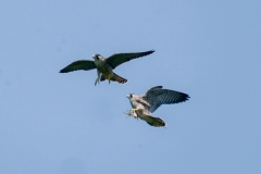 ハヤブサ若鳥