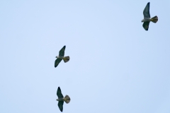 ハヤブサ若鳥