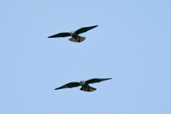 ハヤブサ若鳥