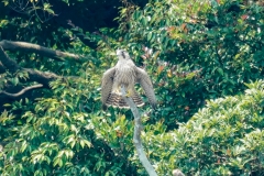 ハヤブサ若鳥