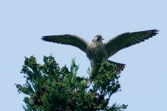 ハヤブサ若鳥