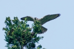 ハヤブサ若鳥