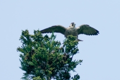 ハヤブサ若鳥