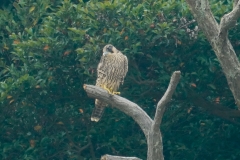 ハヤブサ若鳥
