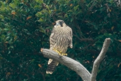ハヤブサ若鳥