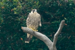ハヤブサ若鳥