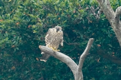 ハヤブサ若鳥