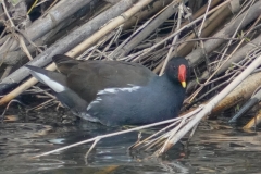 バン　留鳥　全長32cm　2019.3.31撮影