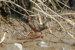 ヒクイナ　夏鳥　全長23cm　2019.4.20撮影