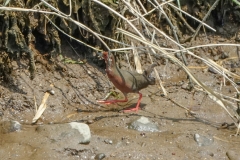 ヒクイナ　夏鳥　全長23cm　2019.4.20撮影