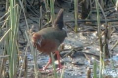 ヒクイナ　夏鳥　全長23cm　2019.4.20撮影