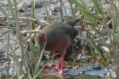 ヒクイナ　夏鳥　全長23cm　2019.4.20撮影