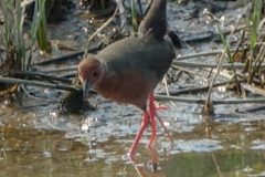 ヒクイナ　夏鳥　全長23cm　2019.4.20撮影