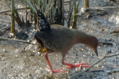 ヒクイナ　夏鳥　全長23cm　2019.4.20撮影