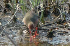 ヒクイナ　夏鳥　全長23cm　2019.4.20撮影