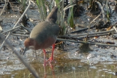 ヒクイナ　夏鳥　全長23cm　2019.4.20撮影