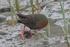 ヒクイナ　夏鳥　全長23cm　2019.4.22撮影