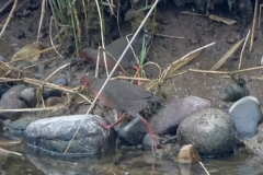 ヒクイナ　夏鳥　全長23cm　2019.4.22撮影