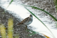ヒバリシギ　旅鳥　全長15cm