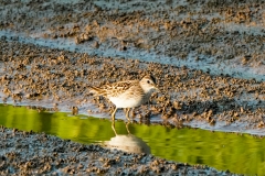 ヒバリシギ　旅鳥　全長15cm