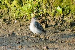 ヒバリシギ　旅鳥　全長15cm