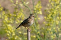 留鳥・（北海道：夏鳥）/全長17cm