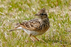 留鳥・（北海道：夏鳥）/全長17cm