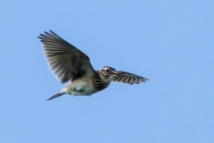留鳥・（北海道：夏鳥）/全長17cm