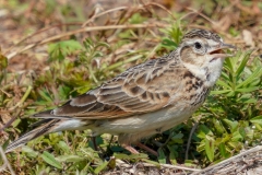 留鳥・（北海道：夏鳥）/全長17cm