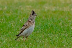 留鳥・（北海道：夏鳥）/全長17cm