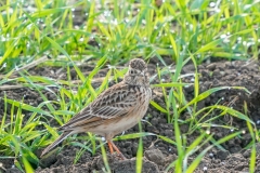 留鳥・（北海道：夏鳥）/全長17cm