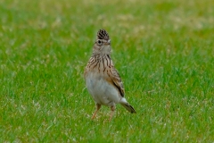 留鳥・（北海道：夏鳥）/全長17cm