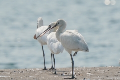 ヘラサギ　冬鳥　全長83cm