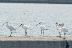 ヘラサギ　冬鳥　全長83cm