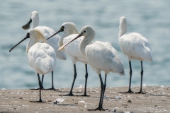 ヘラサギ　冬鳥　全長83cm