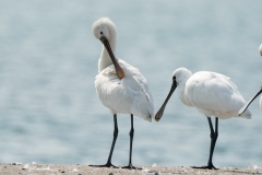 ヘラサギ　冬鳥　全長83cm