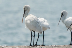 ヘラサギ　冬鳥　全長83cm