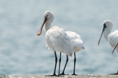 ヘラサギ　冬鳥　全長83cm