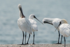 ヘラサギ　冬鳥　全長83cm